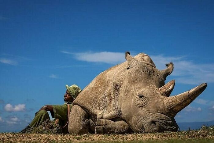 Man resting next to a large rhinoceros under a clear blue sky, showcasing interesting history facts.