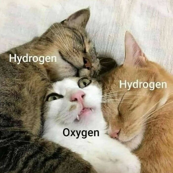 Three cats labeled as Hydrogen and Oxygen cuddling humorously.