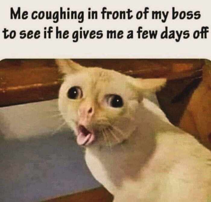 Funny work meme with a shocked cat, captioned about coughing in front of the boss for days off.