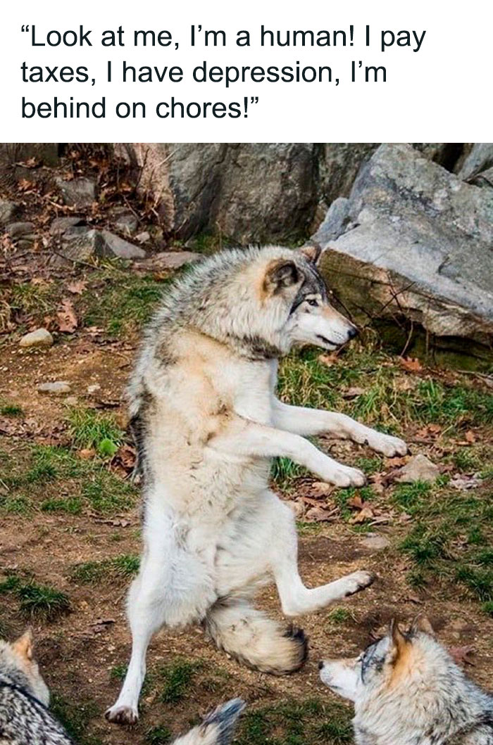 Wolf standing on hind legs mimicking human behavior, capturing relatable mental health humor.