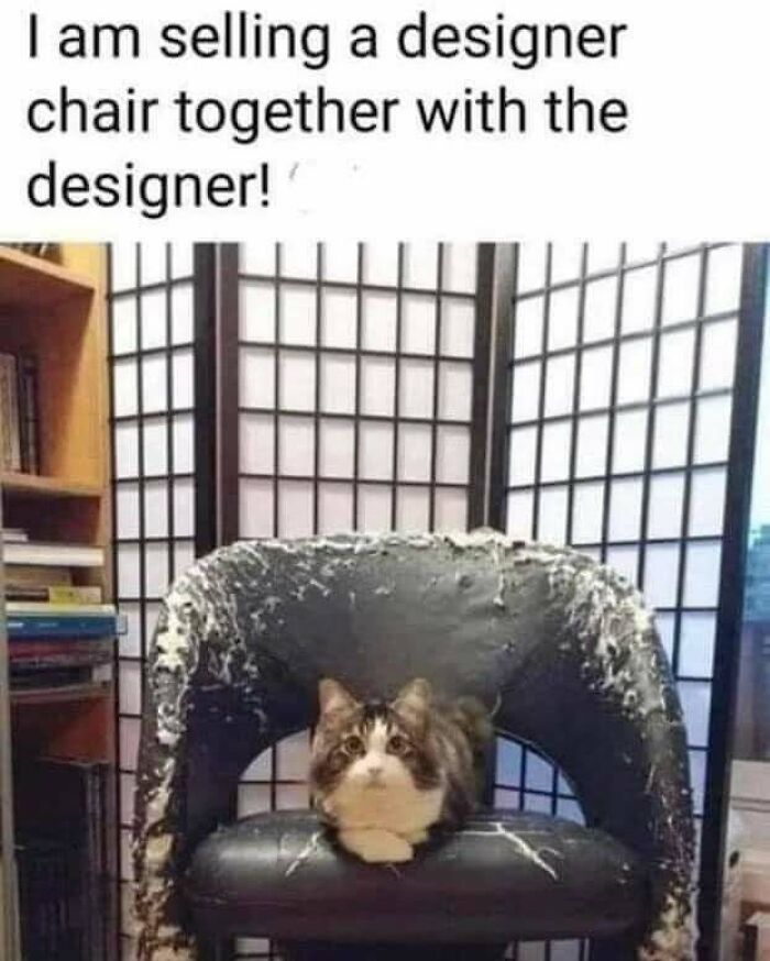 Cat sitting in a scratched chair with a funny caption about selling designers, shared on a relatable meme page.