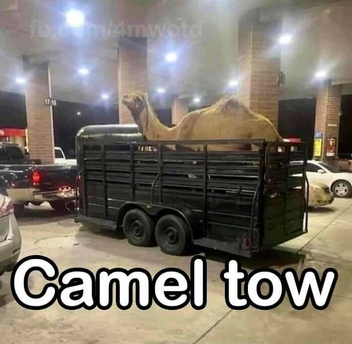 Camel in a trailer at a gas station with caption "Camel tow"; funny and relatable meme from Instagram.