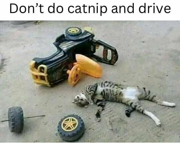 Cat humor meme: a cat sprawled next to a toy car and scattered wheels, captioned "Don't do catnip and drive."