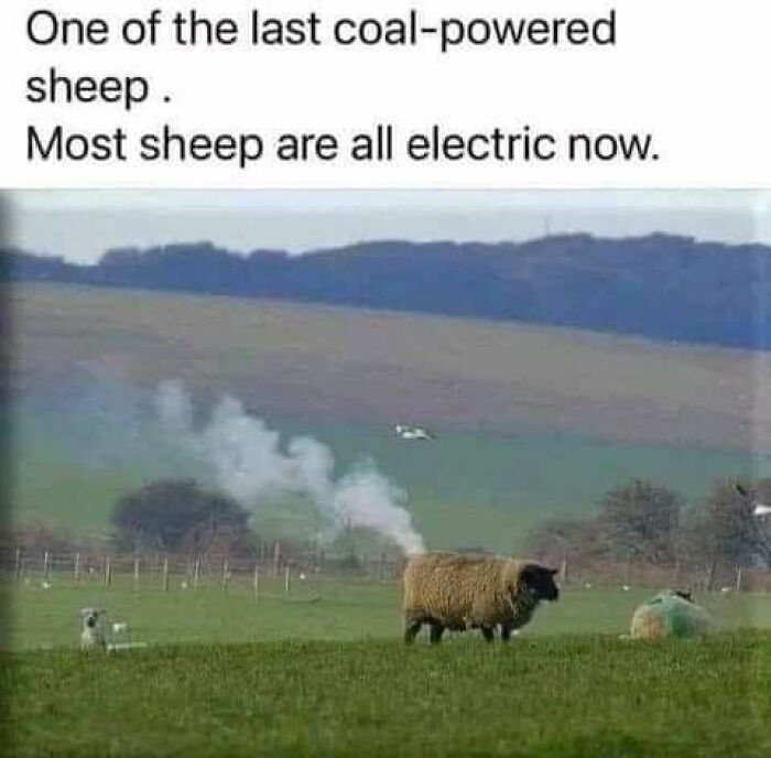 Sheep in a field with humor about being the last "coal-powered" sheep, relating to funny memes.