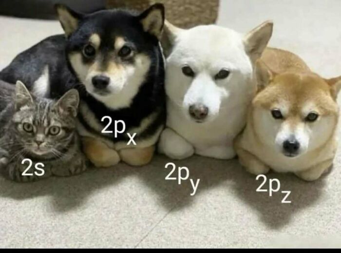 Four pets labeled with physics variables in a science meme, featuring a cat and three dogs.