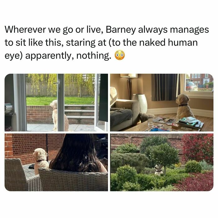 Dog sitting and staring into the distance, making for funny pet memes.