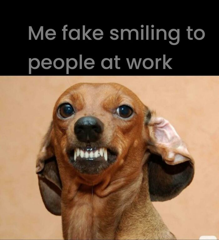 A dog with a forced smile showing teeth humorously captures the feeling of work memes.