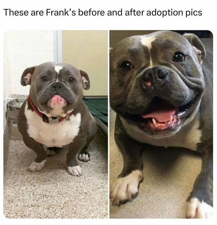 Before and after photos of a happy dog showing wholesome kindness post-adoption transformation.