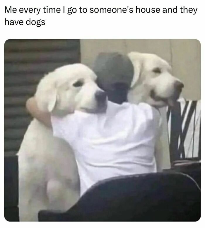 Person hugging two large fluffy dogs, showcasing a typical scenario in funny pet memes.