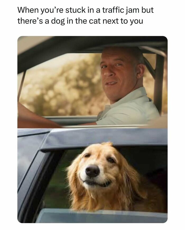 Smiling dog in car window next to man driving, funny pet memes scene.