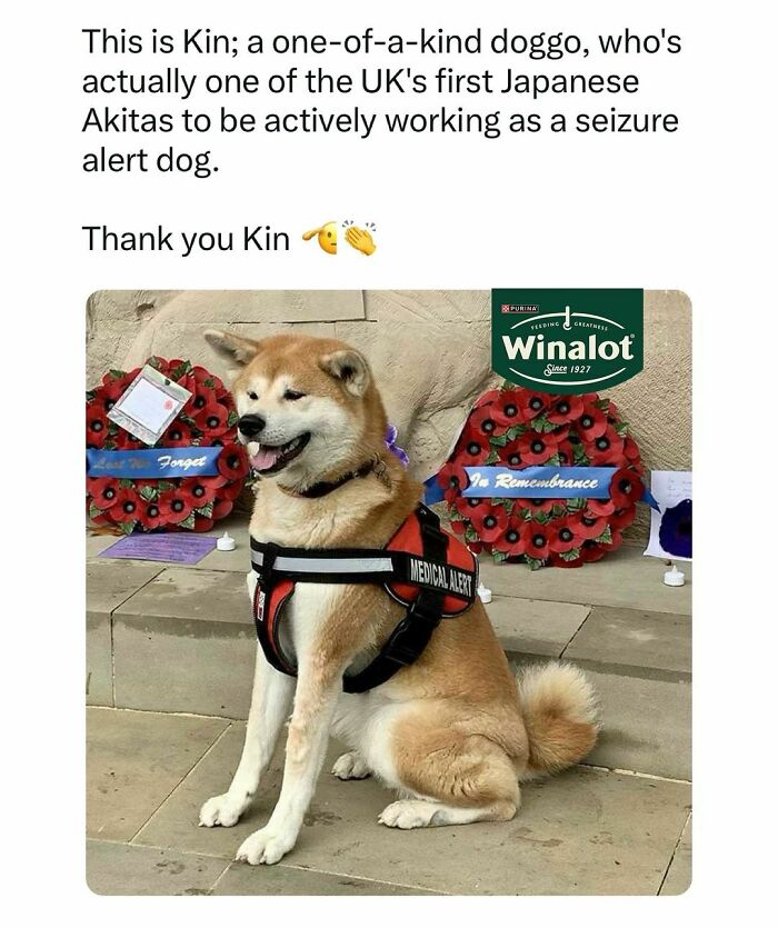 Japanese Akita in a medical alert vest sitting near memorial wreaths, related to funny pet memes.