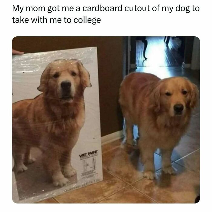 Golden retriever next to its cardboard cutout, perfect example of funny pet memes.