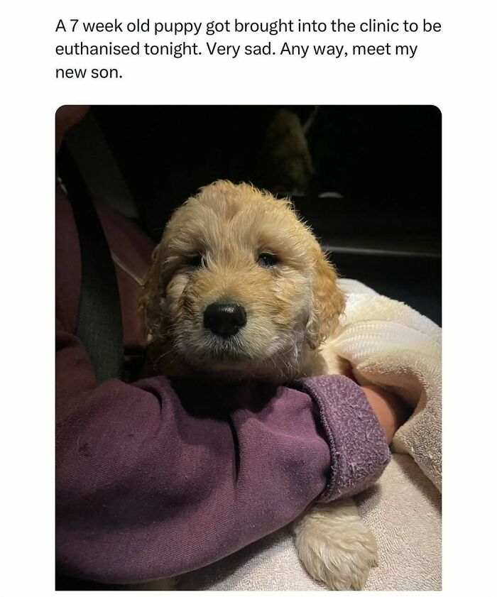 A small puppy wrapped in a blanket, being held gently, capturing a moment of wholesome kindness.