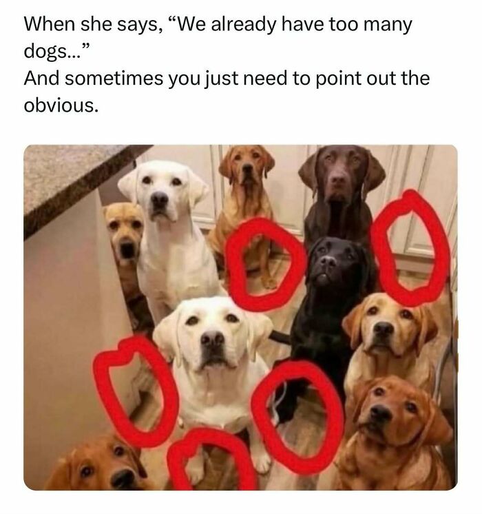 Funny pet meme of multiple dogs with red circles around them, highlighting the humor in having many pets.