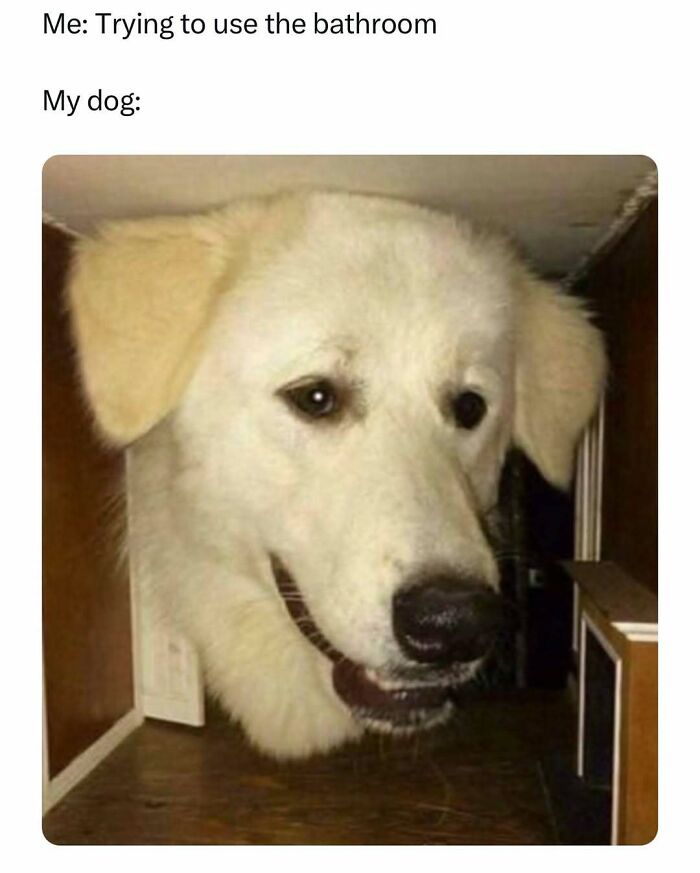 Huge dog head peeking through a tiny doorway, embodying funny pet memes.