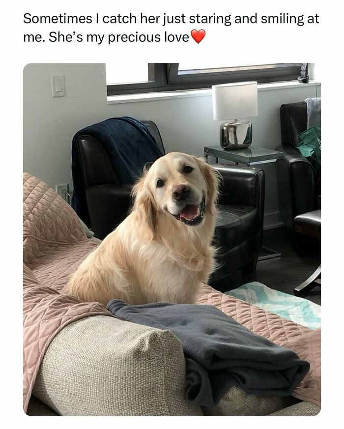 Golden retriever sitting on a sofa, smiling with love, perfect for funny pet memes.