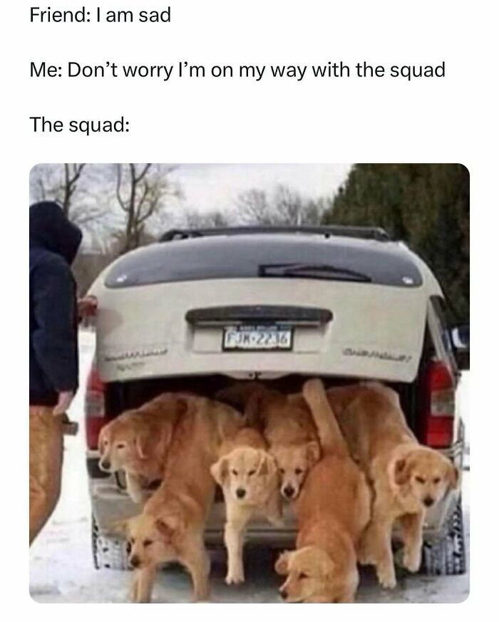 A group of golden retrievers humorously exiting an SUV, resembling a funny pet meme.