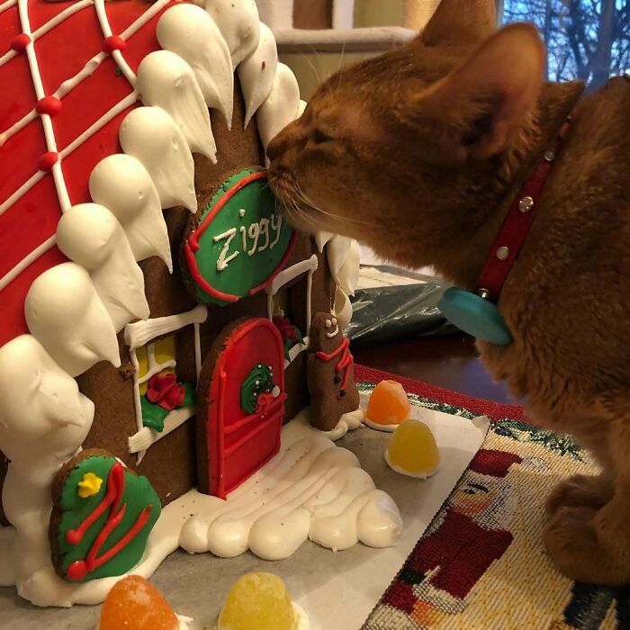 Cat sniffing a gingerbread house with icing, candy, and "Ziggy" sign, embodying cute funny Christmas animals theme.