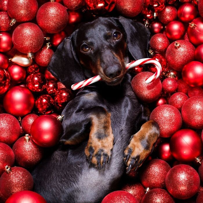 Cute funny Christmas dachshund with a candy cane among red ornaments.