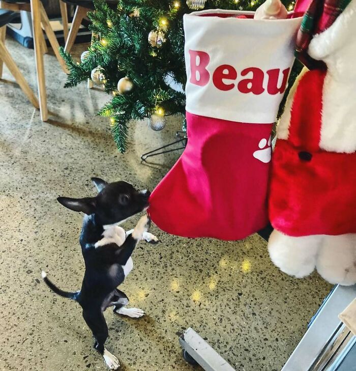 Cute Christmas dog playing with a red stocking near a decorated tree.