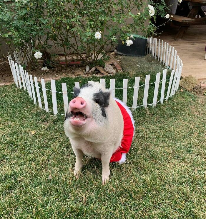 Cute pig in a Santa outfit, standing in front of a white fence, showcasing funny Christmas animal vibes.