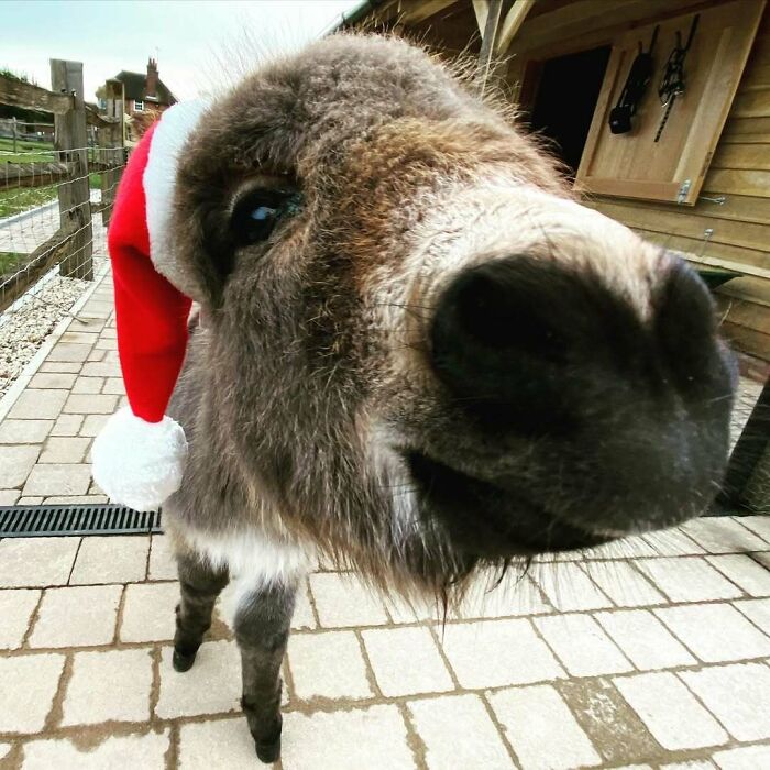 Cute funny Christmas donkey wearing a Santa hat, with close-up of its nose, standing on a paved path near a wooden building.