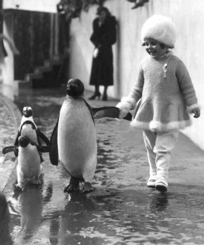 Child walking with penguins, historical picture showing a joyful moment from the past, illustrating shaping the future through nostalgia.