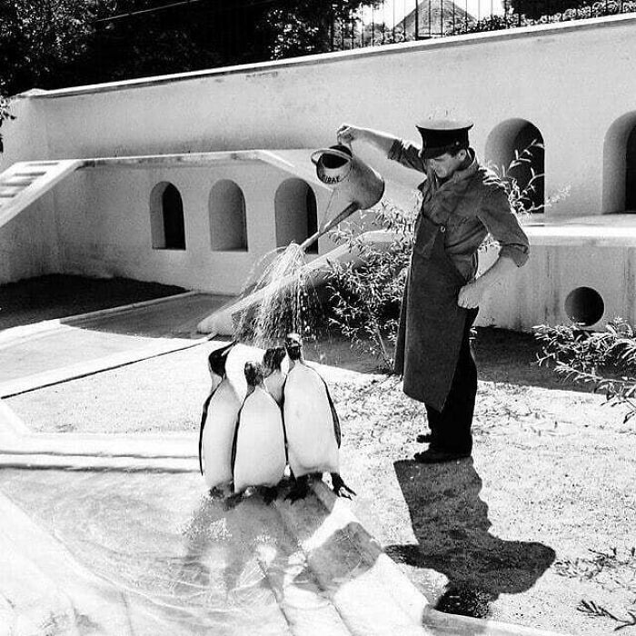 Person in uniform watering penguins at a historical zoo exhibit.