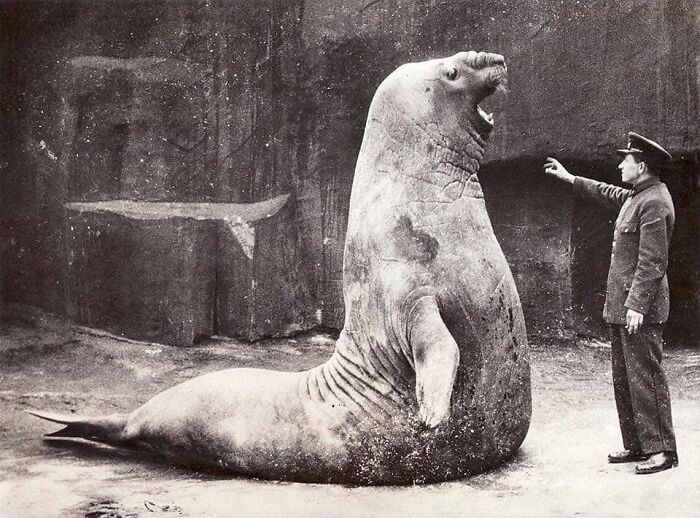 A historical photo of a man gesturing towards a large seal in a zoo setting.