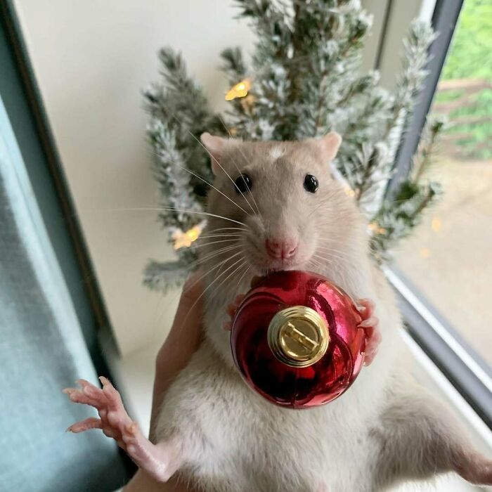 Cute Christmas animal holding a red ornament in front of a decorated tree.