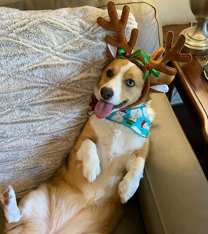 Cute dog dressed as a reindeer on a couch, embodying Christmas animals in a funny way.