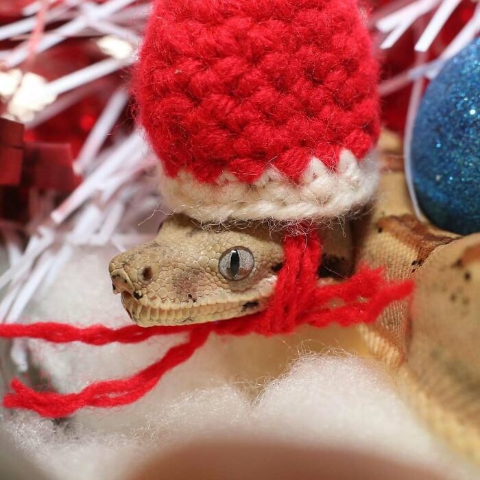 Snake in a red Santa hat among Christmas decorations, showcasing cute funny animals for the holiday season.