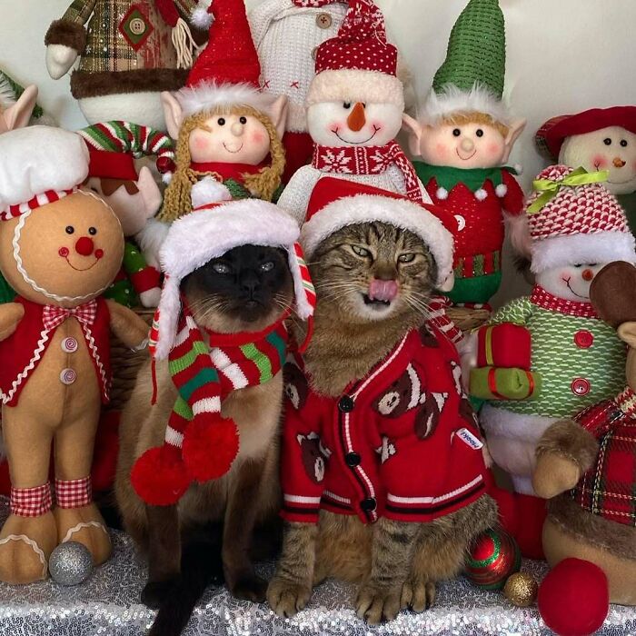 Two cute, funny cats in Christmas outfits surrounded by festive holiday dolls and decorations.