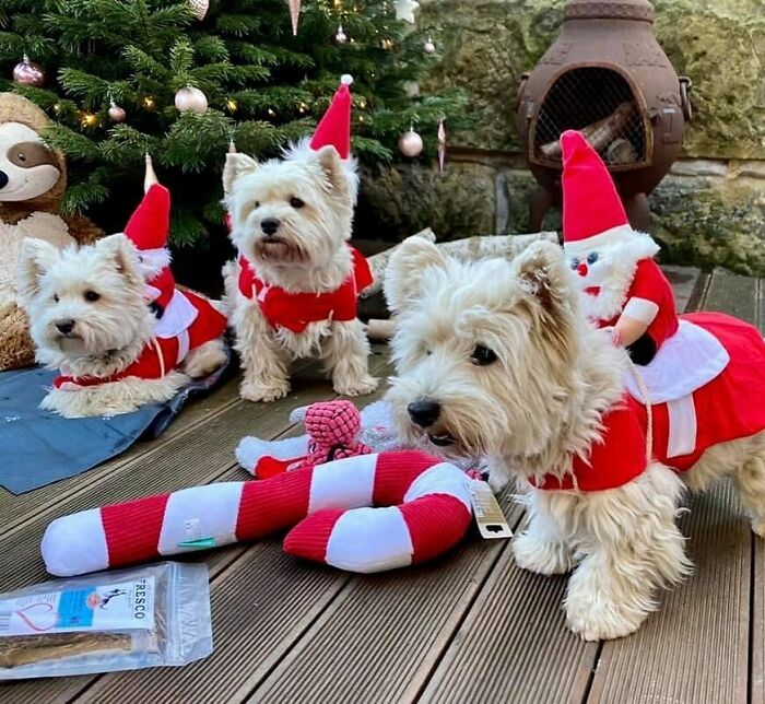 Three cute dogs in Christmas outfits under a decorated tree with toys, embodying the festive spirit of funny animals.