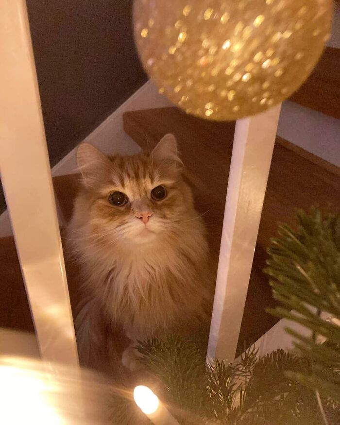 Cute fluffy cat by a Christmas tree with a golden bauble and lights, embodying holiday cheer.