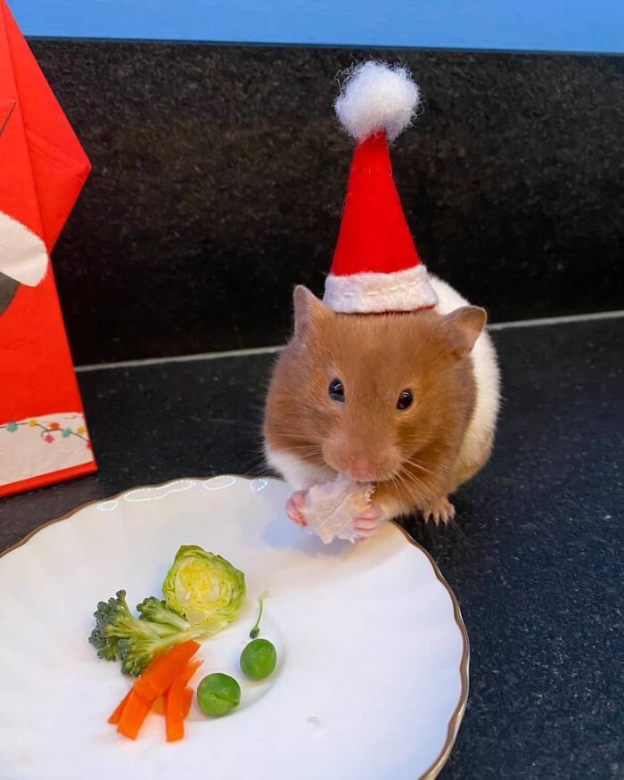 Hamster in a Santa hat enjoys a festive meal, exemplifying cute funny Christmas animals.