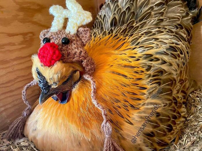 Cute funny Christmas animal: a fluffy chicken wearing a reindeer hat in a cozy wooden nest.