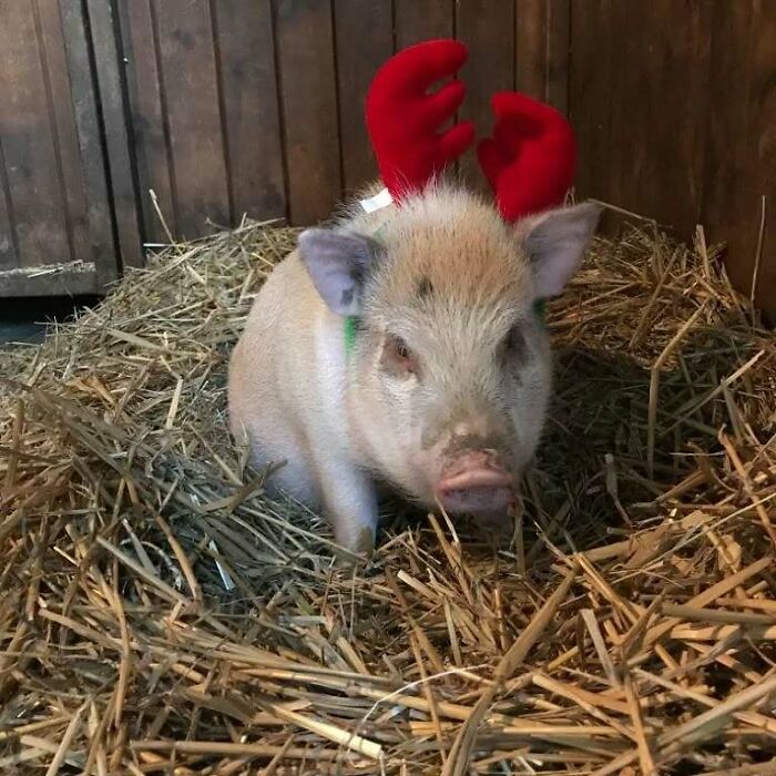 Cute pig wearing red antlers sitting on straw, embodying the spirit of funny Christmas animals.