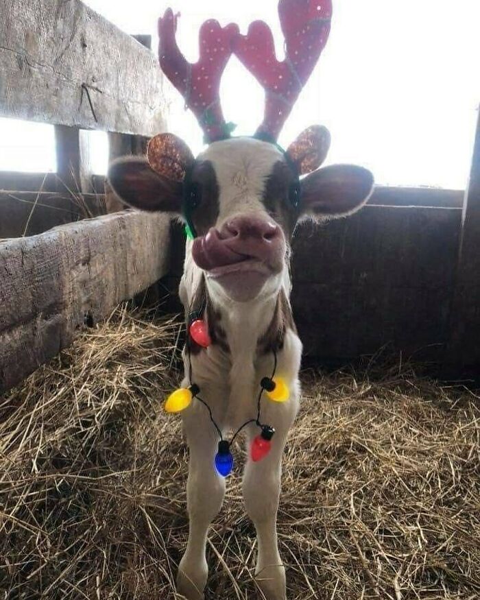 Cute calf wearing reindeer antlers and colorful Christmas lights in a barn.