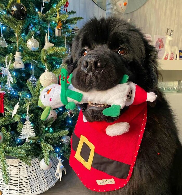 Cute dog in a Santa costume holding toys in front of a Christmas tree, embodying funny Christmas animals.