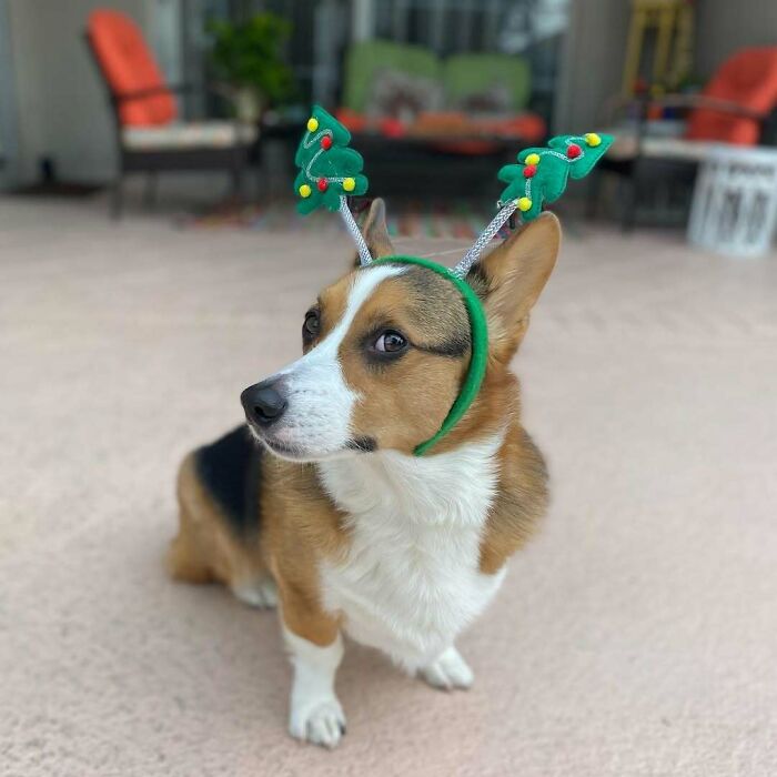 Cute dog with Christmas tree antler headband, sitting and looking away, representing funny holiday animals.