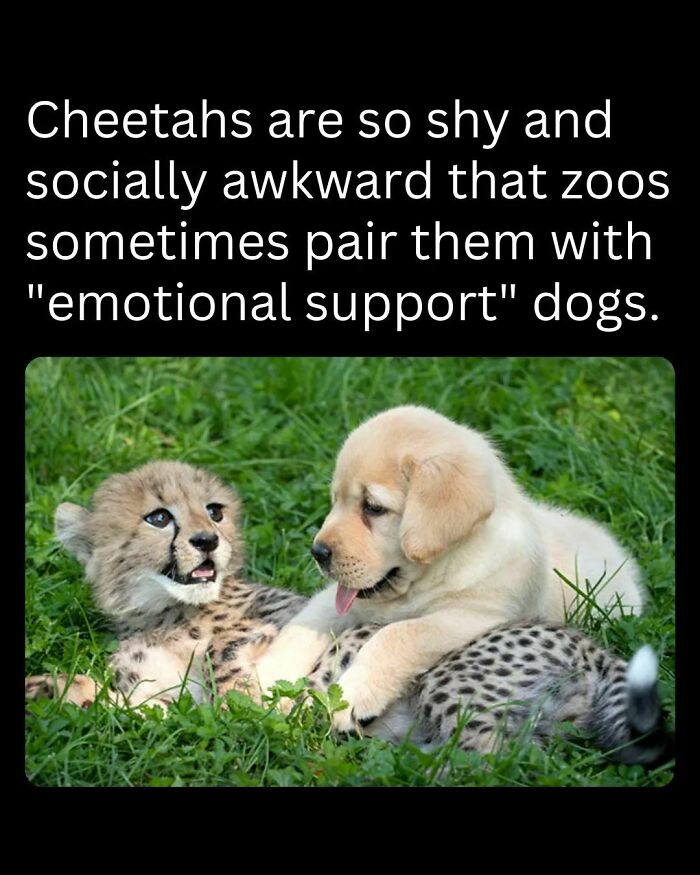 Cheetah cub and puppy playing on grass, paired for emotional support, highlighting interesting facts about animals.