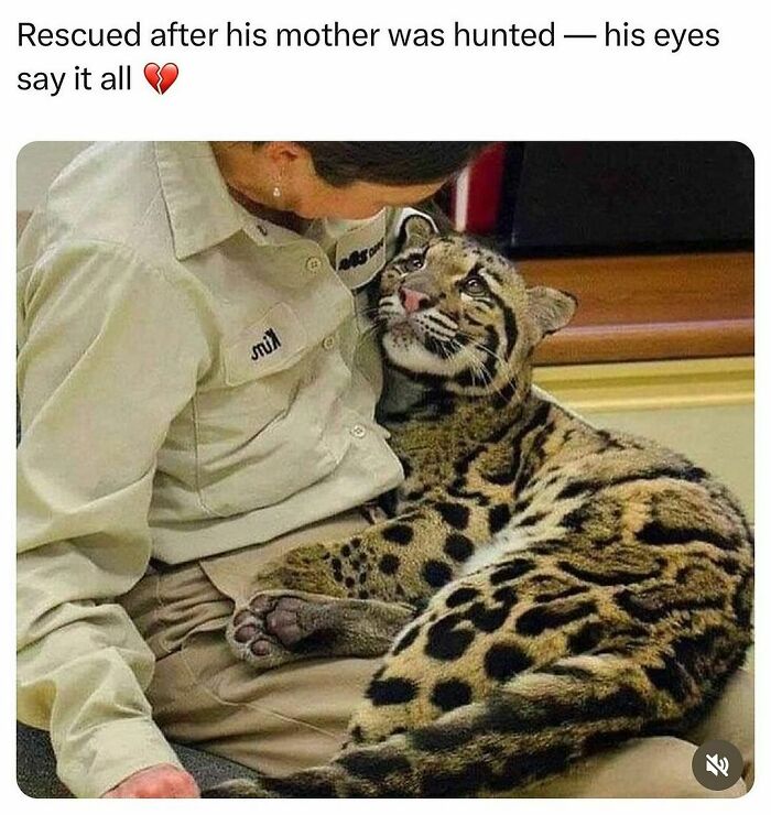 Person comforting a clouded leopard, highlighting wholesome kindness in wildlife rescue.