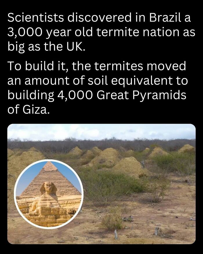 Termite mounds in Brazil with overlay of Great Pyramid of Giza, highlighting interesting facts and curiosities.