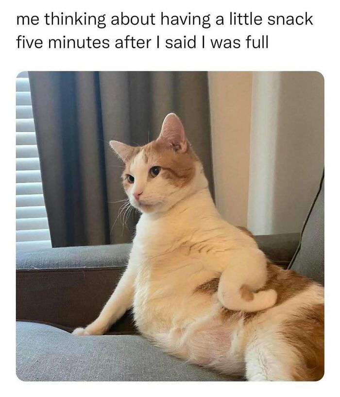 Funny pet meme with a cat sitting on a couch, looking thoughtful and relatable.