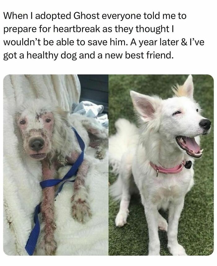 Before and after rescue dog transformation, showcasing wholesome-kindness-posts theme.