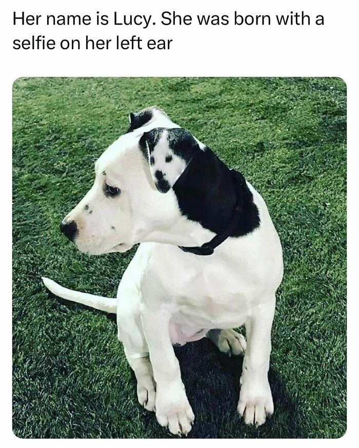 Dog with unique black markings resembling a selfie on its ear, sitting on grass. Funny pet memes.