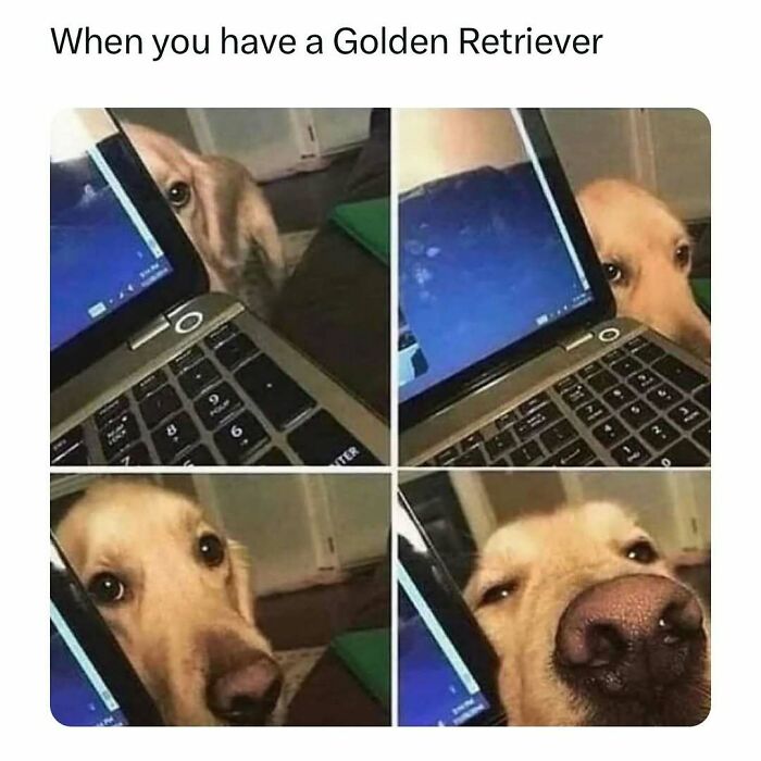 Golden Retriever peeking around a laptop screen in a funny pet meme collage.