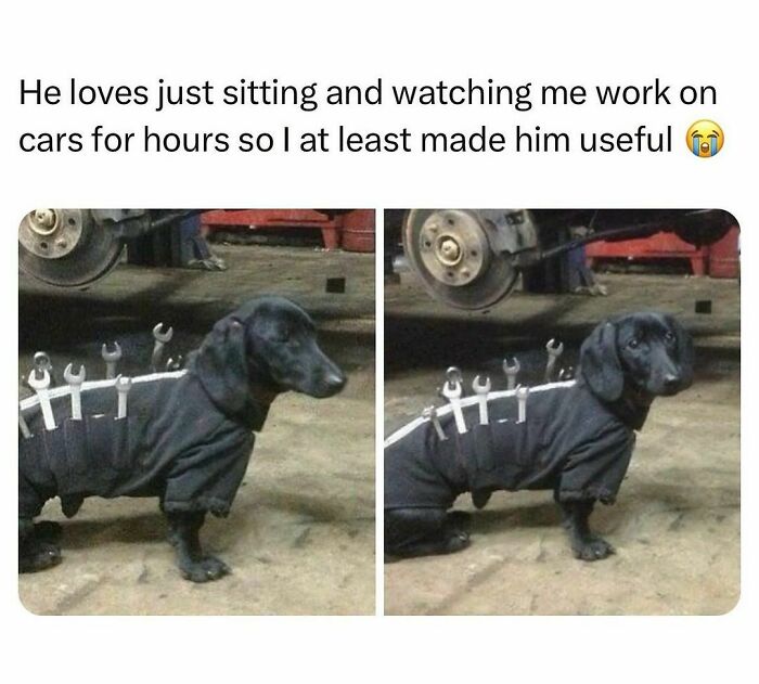 Dog wearing a sweater with wrenches, part of wholesome-kindness-posts, sitting on a garage floor.