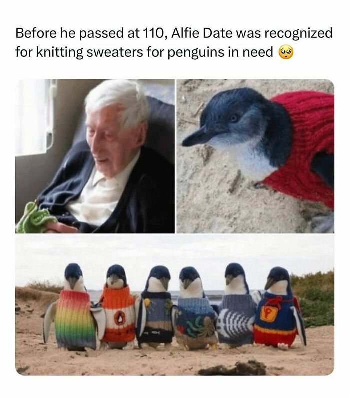 Elderly man knitting with penguins wearing colorful sweaters; example of wholesome-kindness-posts.